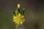 Oriental false hawksbeard